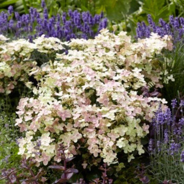 Early Evolution® Panicle Hydrangea