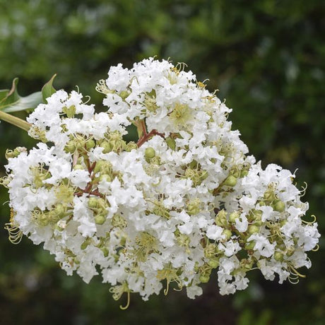 White Crape Myrtle