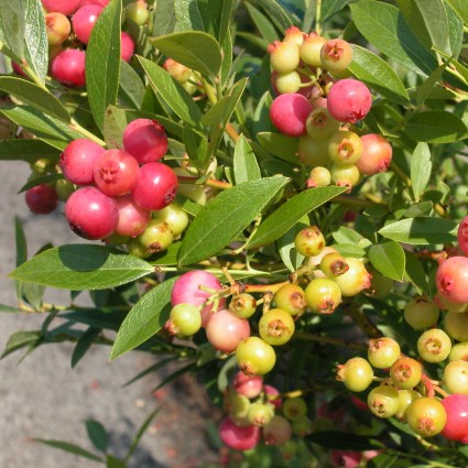 Pink Lemonade Blueberry Bush