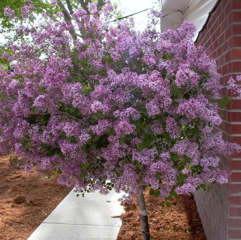 Dwarf Korean Lilac Tree