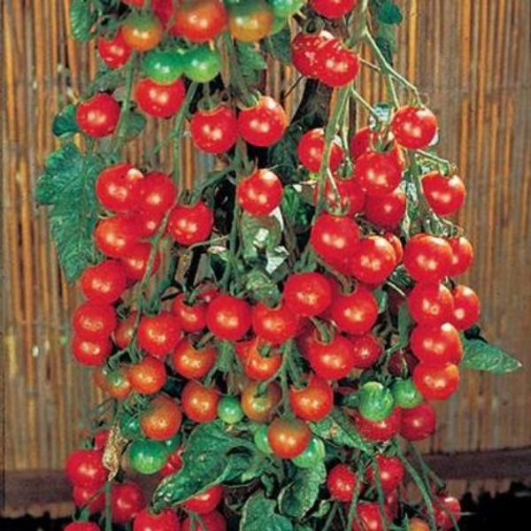 Sweet 100 Cherry Tomato Plant