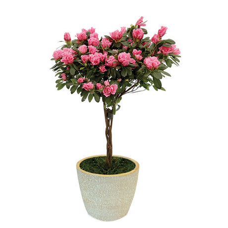 Pretty In Pink Pink Florist Azalea Topiary