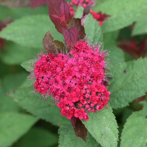 Double Play Doozie&reg; Spirea