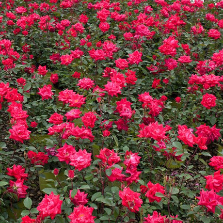 Red Double Knock Out&reg; Rose