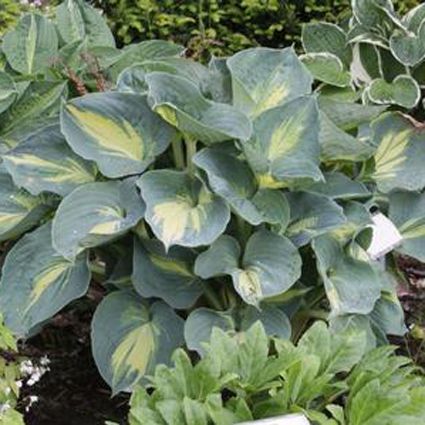 Dream Weaver Hosta