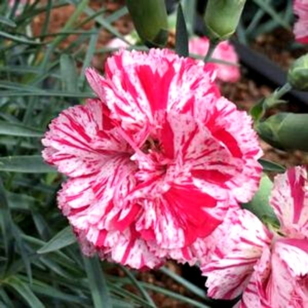 Devon Cottage Pinball Wizard Dianthus