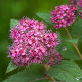 Proven Winners&reg; Color Choice&reg; Double Play&reg; Artisan&reg; Spiraea