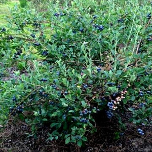 Brightwell Blueberry Bush