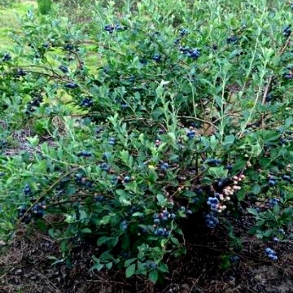 Brightwell Blueberry Bush