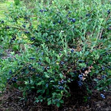 Brightwell Blueberry Bush