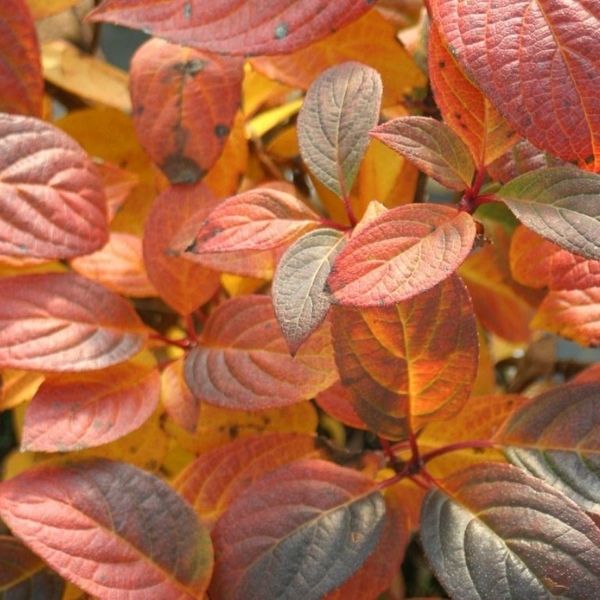 Quick Fire&reg; Panicle Hydrangea