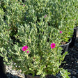 Sunset Magenta Rock Rose