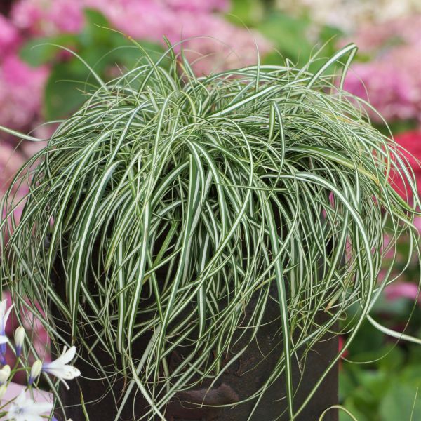 EverColor&reg; Everlite Variegated Sedge Grass