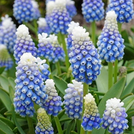 Mountain Lady Muscari