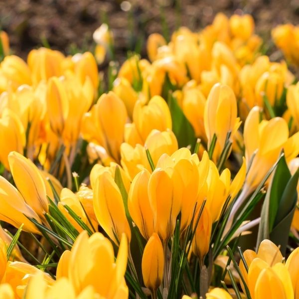 Golden Yellow Crocus