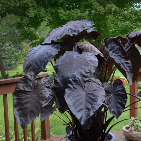 Black Coral Colocasia