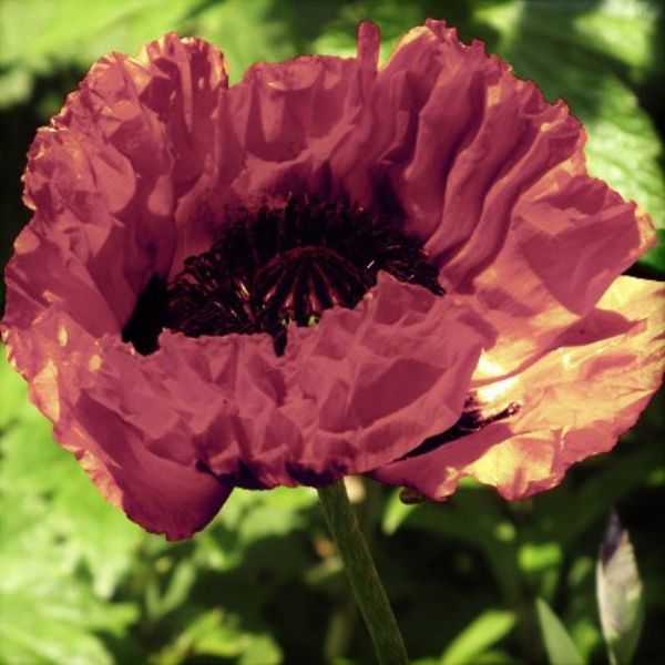 Manhattan Oriental Poppy