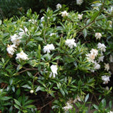 Dwarf Gardenia Radicans