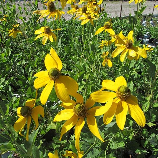 Autumn Sun Coneflower