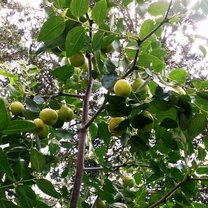 Li Jujube Tree