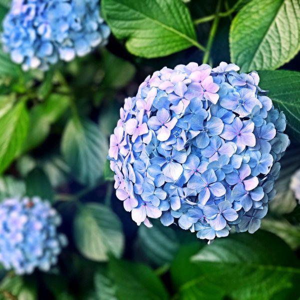 Penny Mac Hydrangea