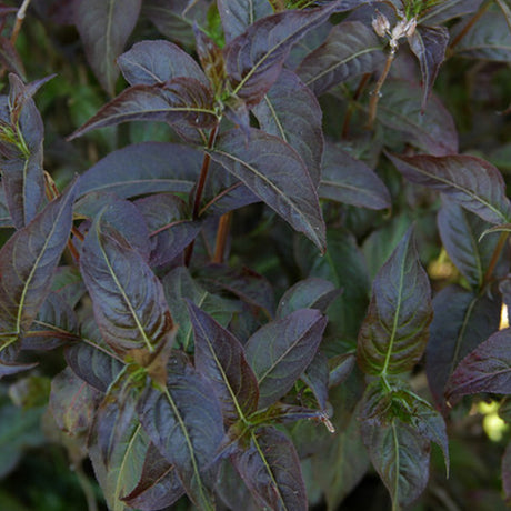 Kodiak&reg; Black Bush Honeysuckle