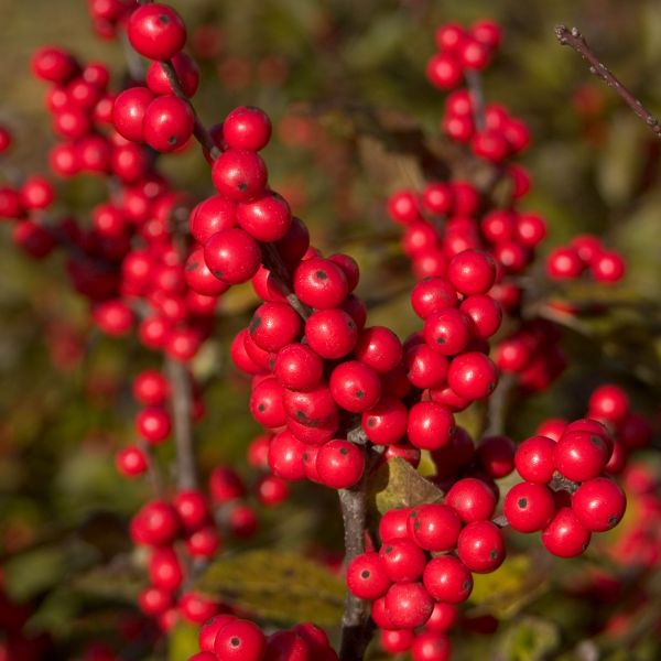 Proven Winners&reg; Color Choice&reg; Berry Nice&reg; Holly