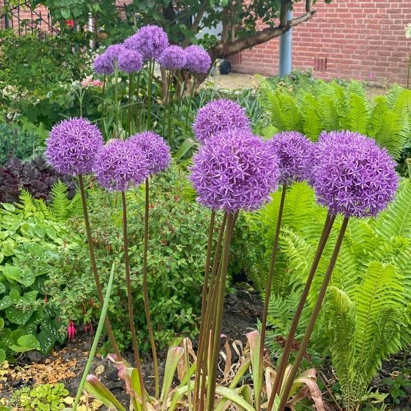 Globemaster Allium