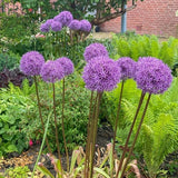 Globemaster Allium