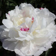 Shirley Temple Peony