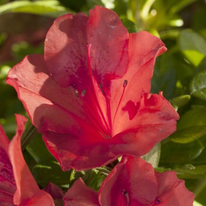 Encore&reg; Autumn Sunset&reg; Azalea