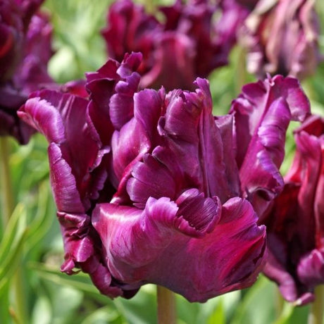 Victoria's Secret Tulip