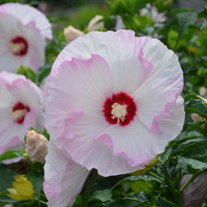 Proven Winners® Summerific® Ballet Slippers Rose of Sharon