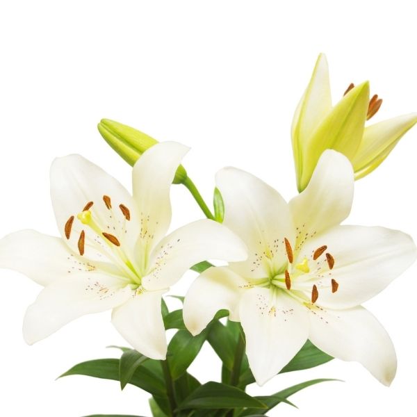 White Asiatic Lily