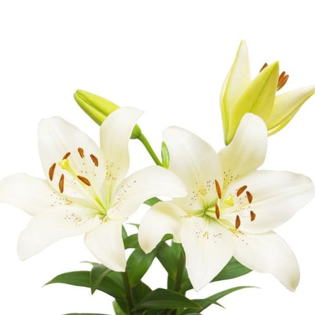 White Asiatic Lily