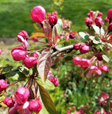 Purple Prince Crabapple