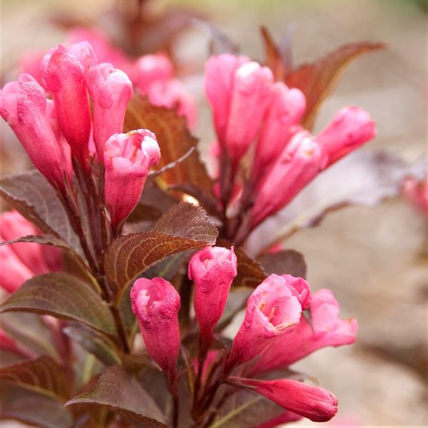 Shining Sensation&trade; Weigela