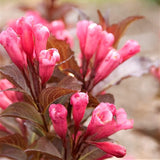 Shining Sensation&trade; Weigela