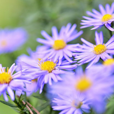 KICKIN&reg; Aster Lilac Blue