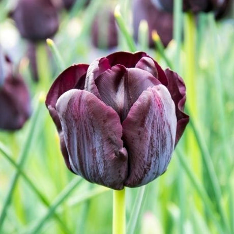 Paul Scherer Tulip