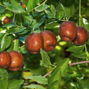 Li Jujube Tree