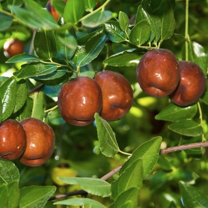 Li Jujube Tree