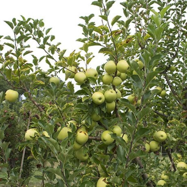 Golden Delicious Apple Tree