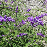 Mexican Bush Sage