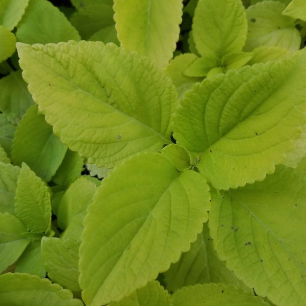 Coleus LifeLime