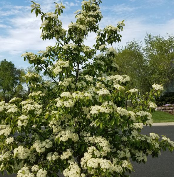 Forest Rouge Blackhaw Viburnum