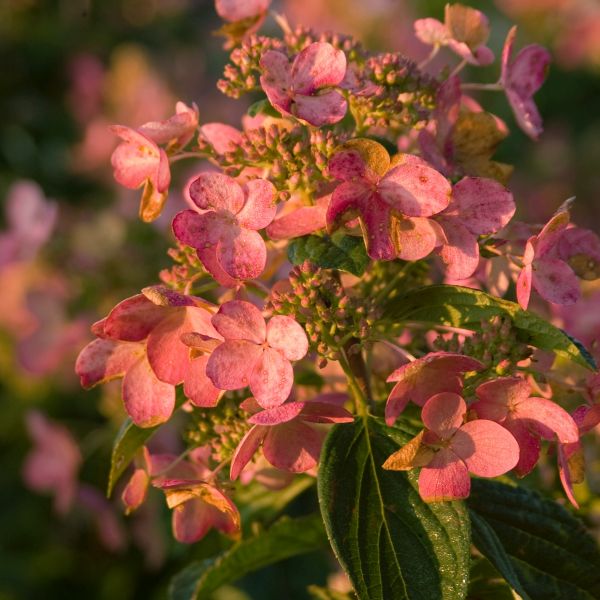 Pink Diamond Panicle Hydrangea