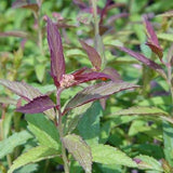 Neon Flash Spirea