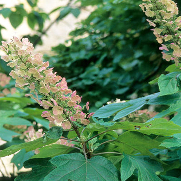 Alice Oakleaf Hydrangea