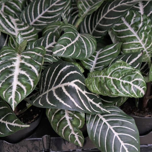 Zebra Plant